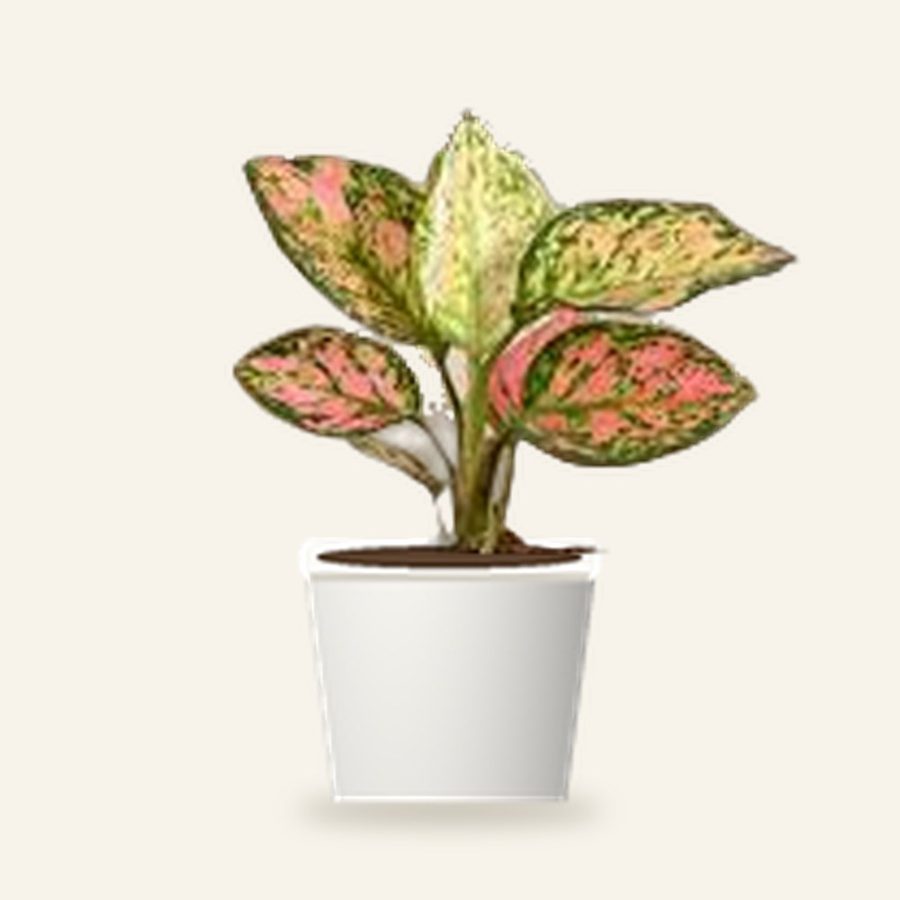 Aglaonema Pink Beauty Plant