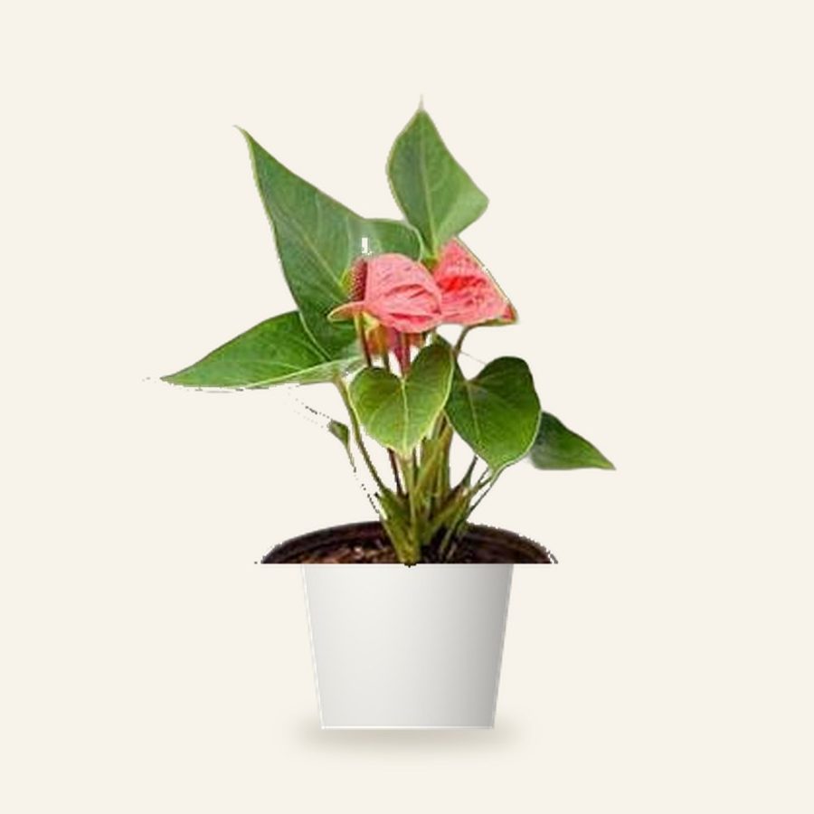 Anthurium Red Plant