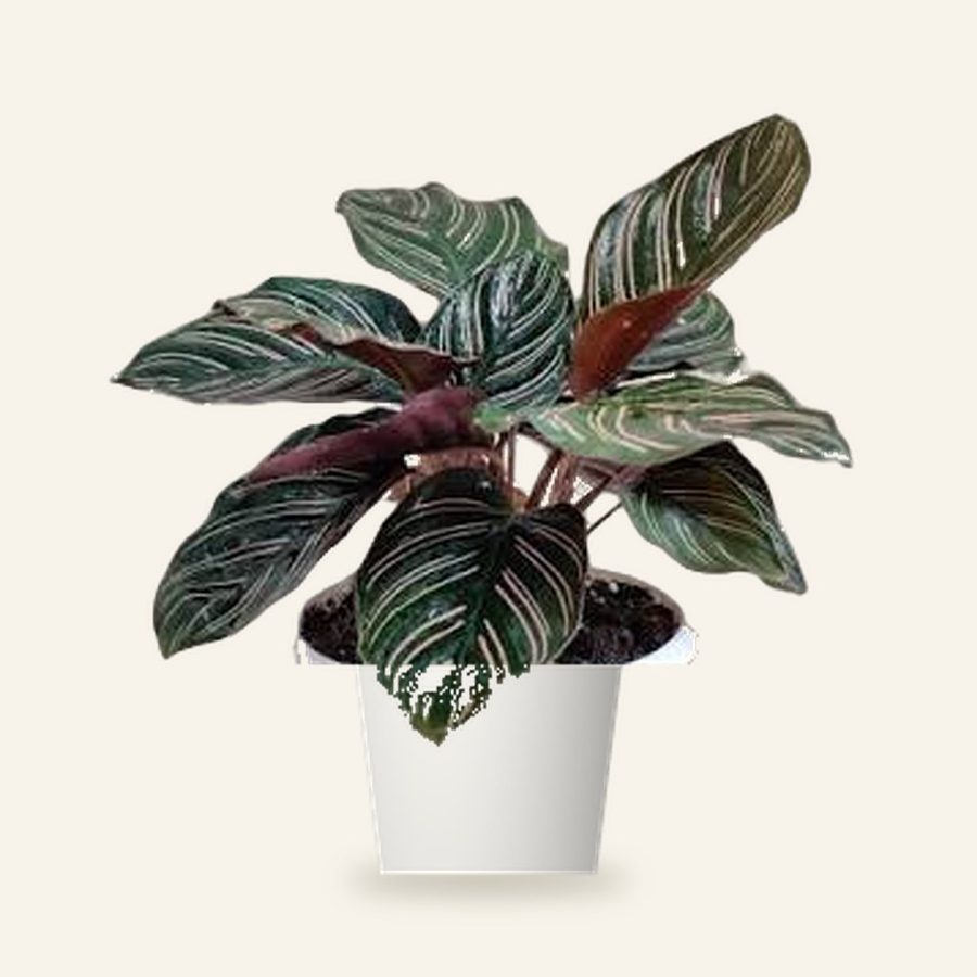 Calathea Sanderiana