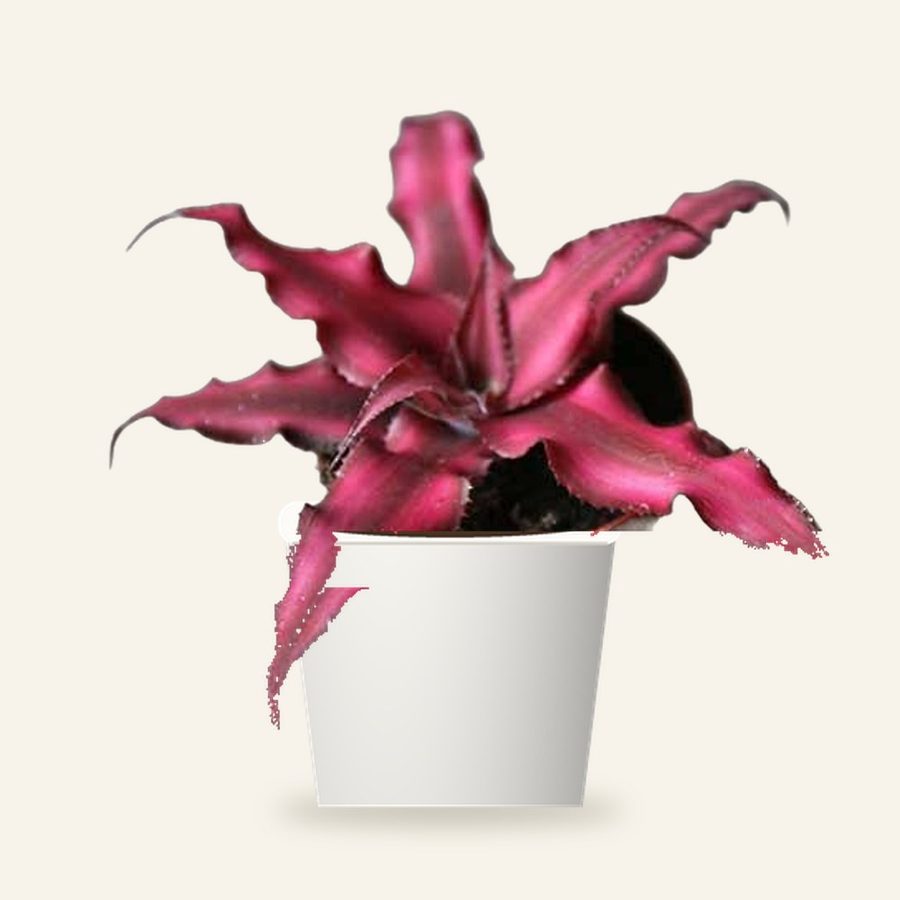 Earth Star Plant Pink