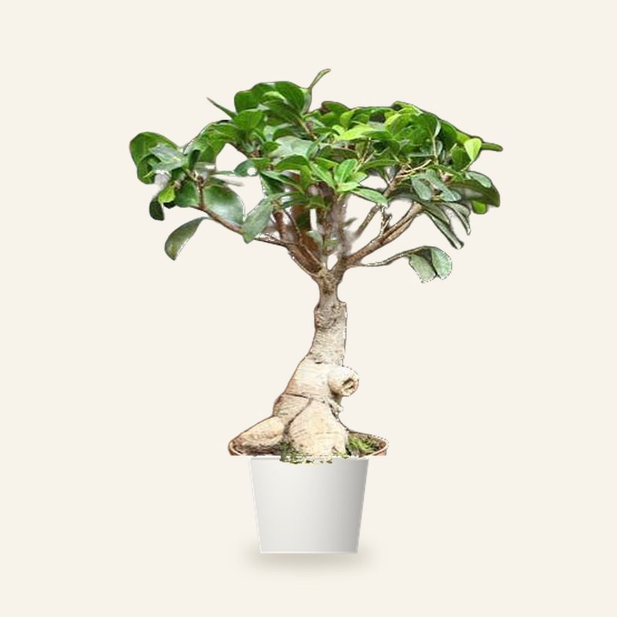 Ficus Bonsai Plant
