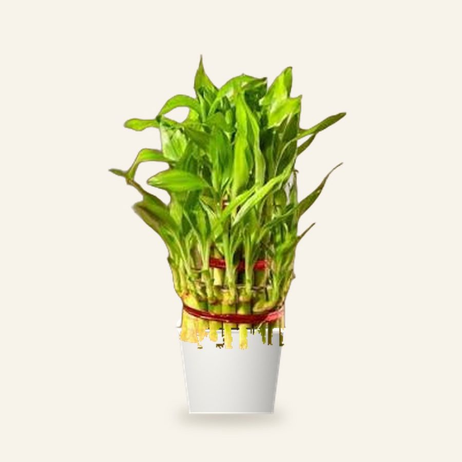 Lucky Bamboo Plant 3 Layer
