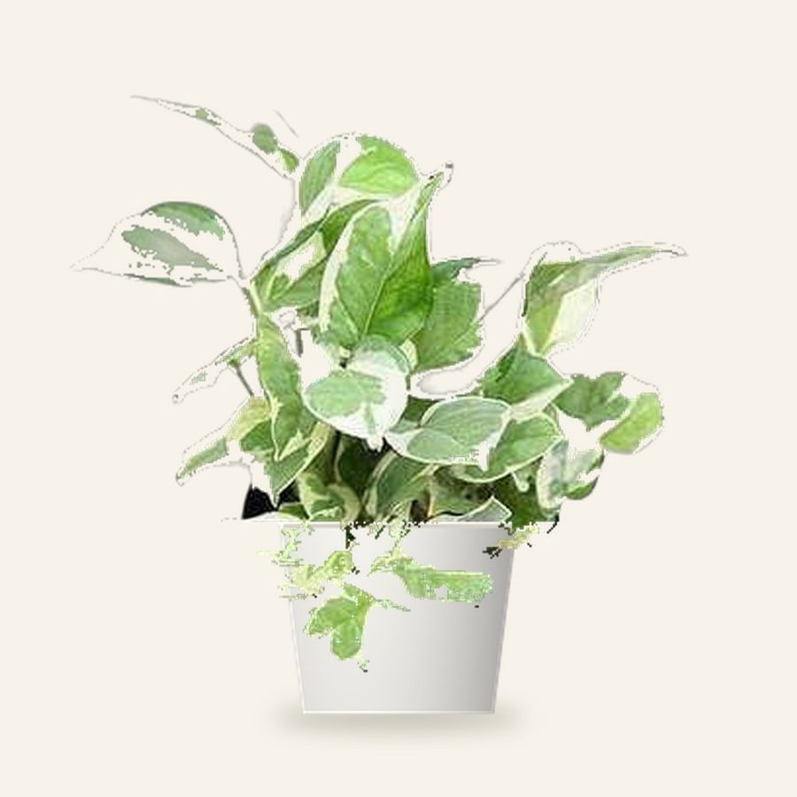 Money Plant Variegated