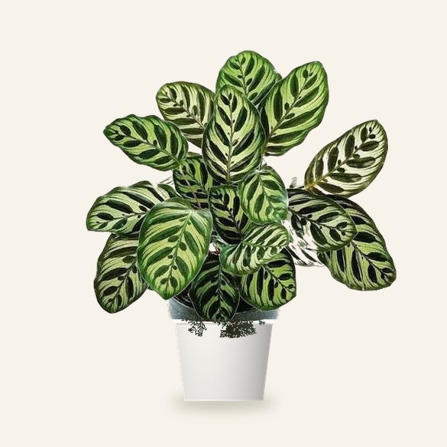 Peacock Plant