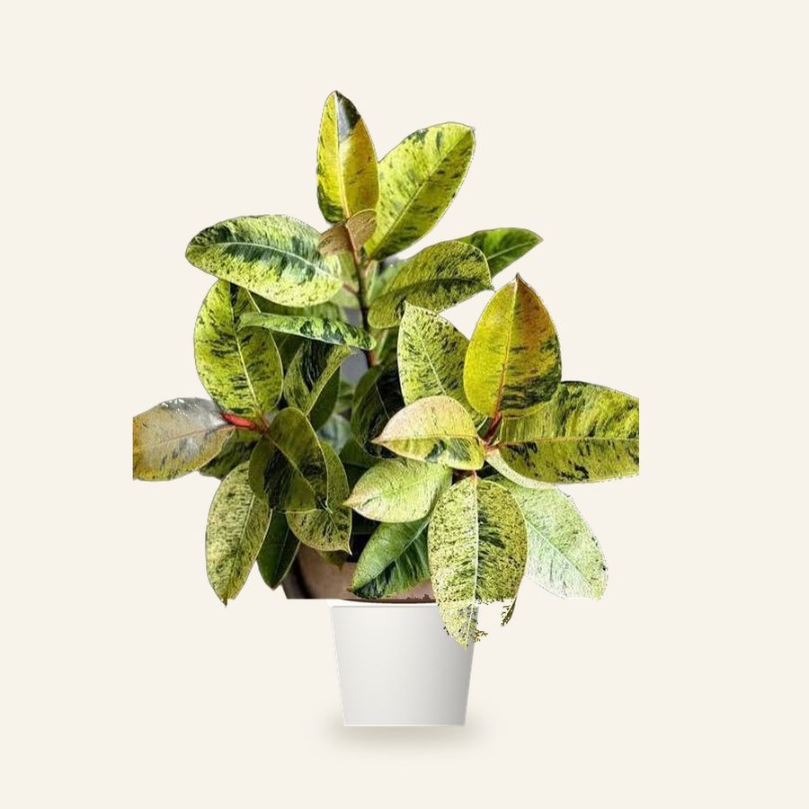 Rubber Plant