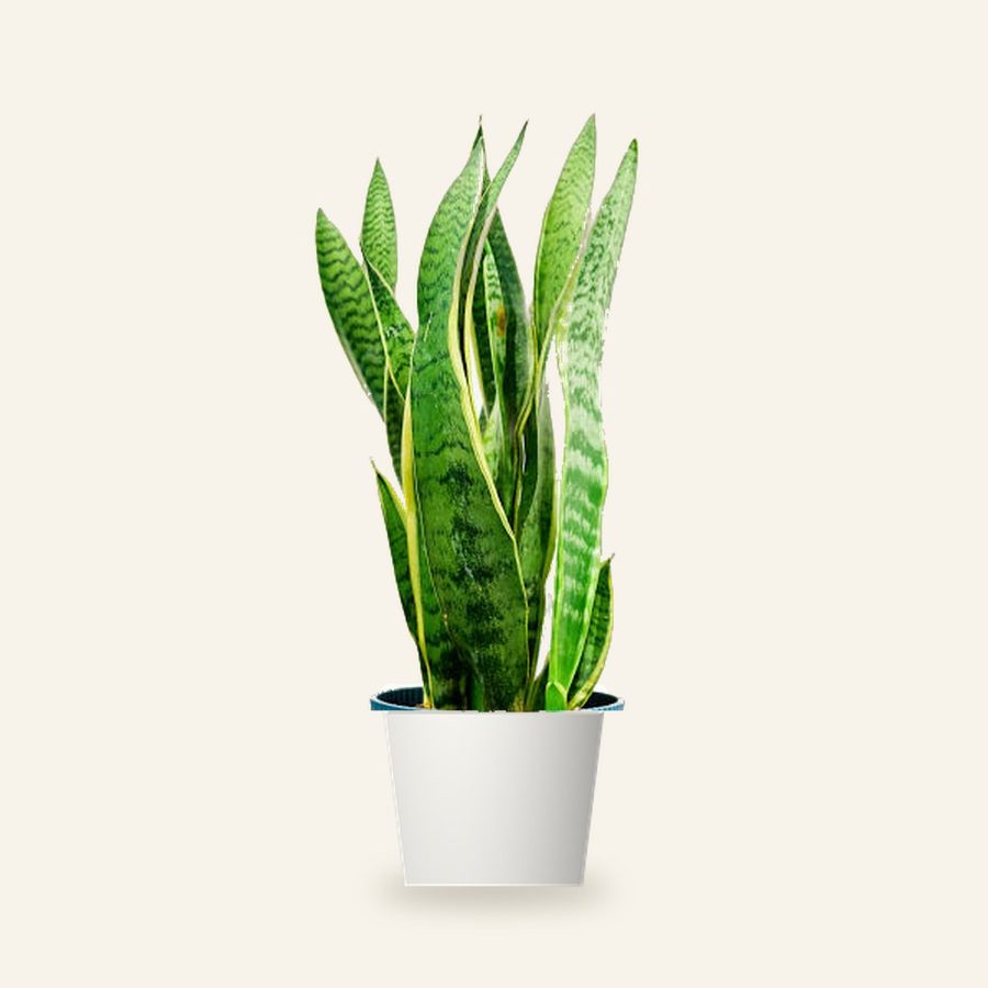 Snake Plant Green