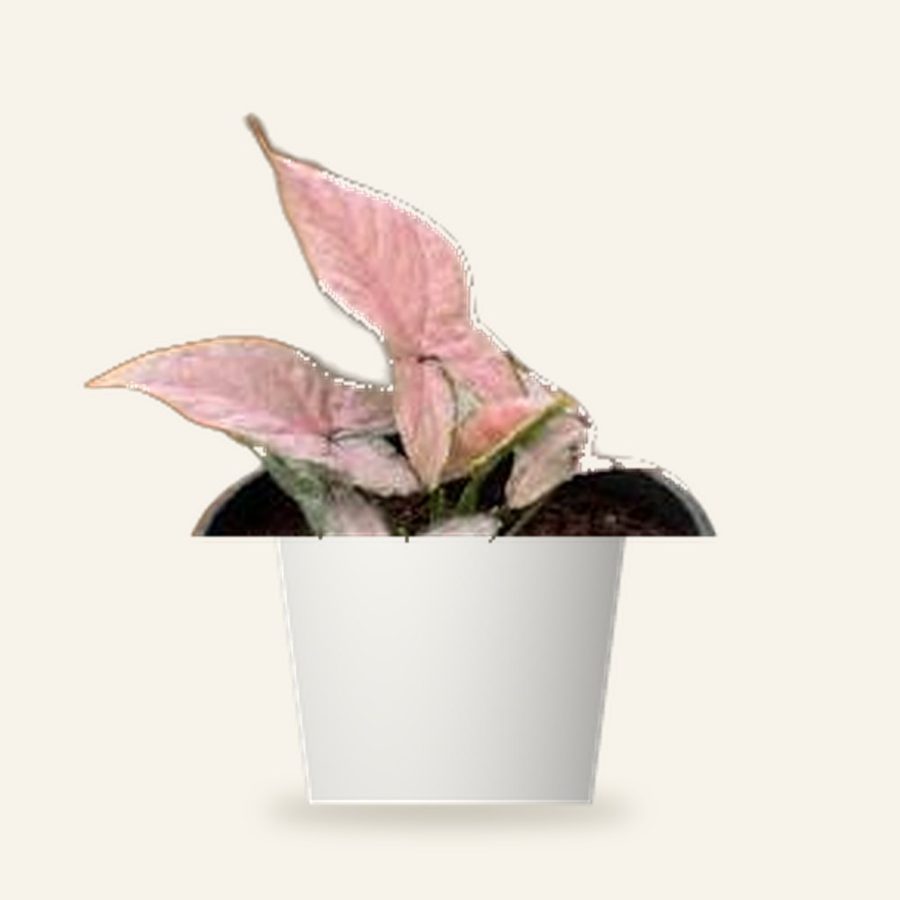 Syngonium Pink Plant