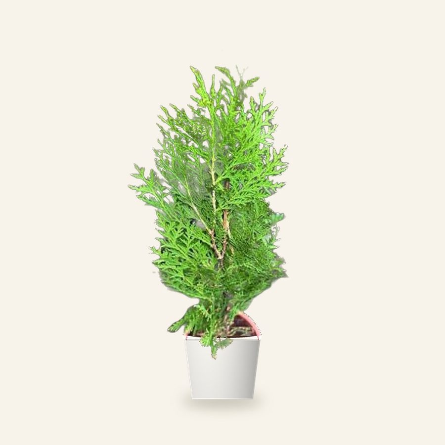 Thuja Plant XL