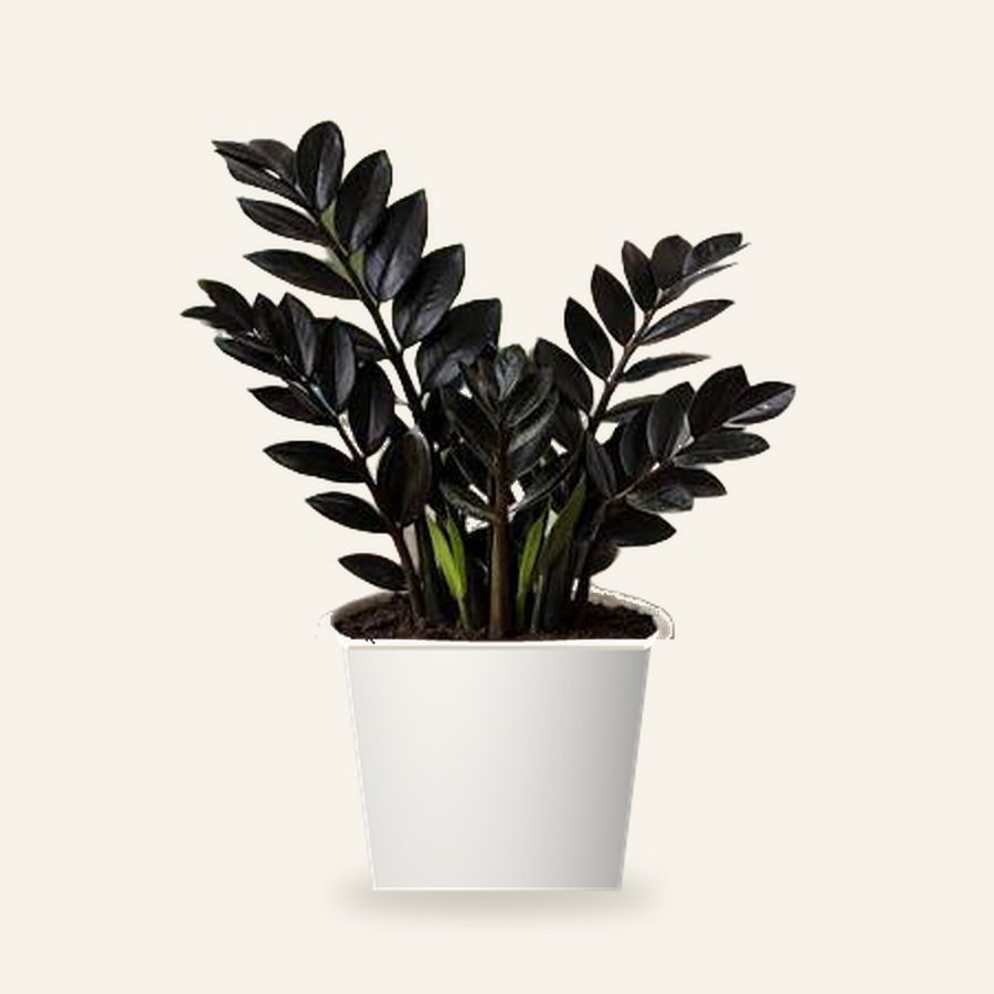 ZZ Black Plant XL