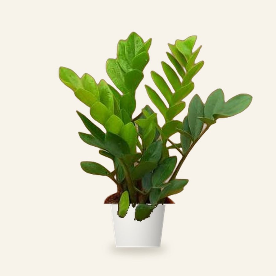 ZZ Plant